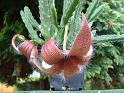 Stapelia grandiflora1